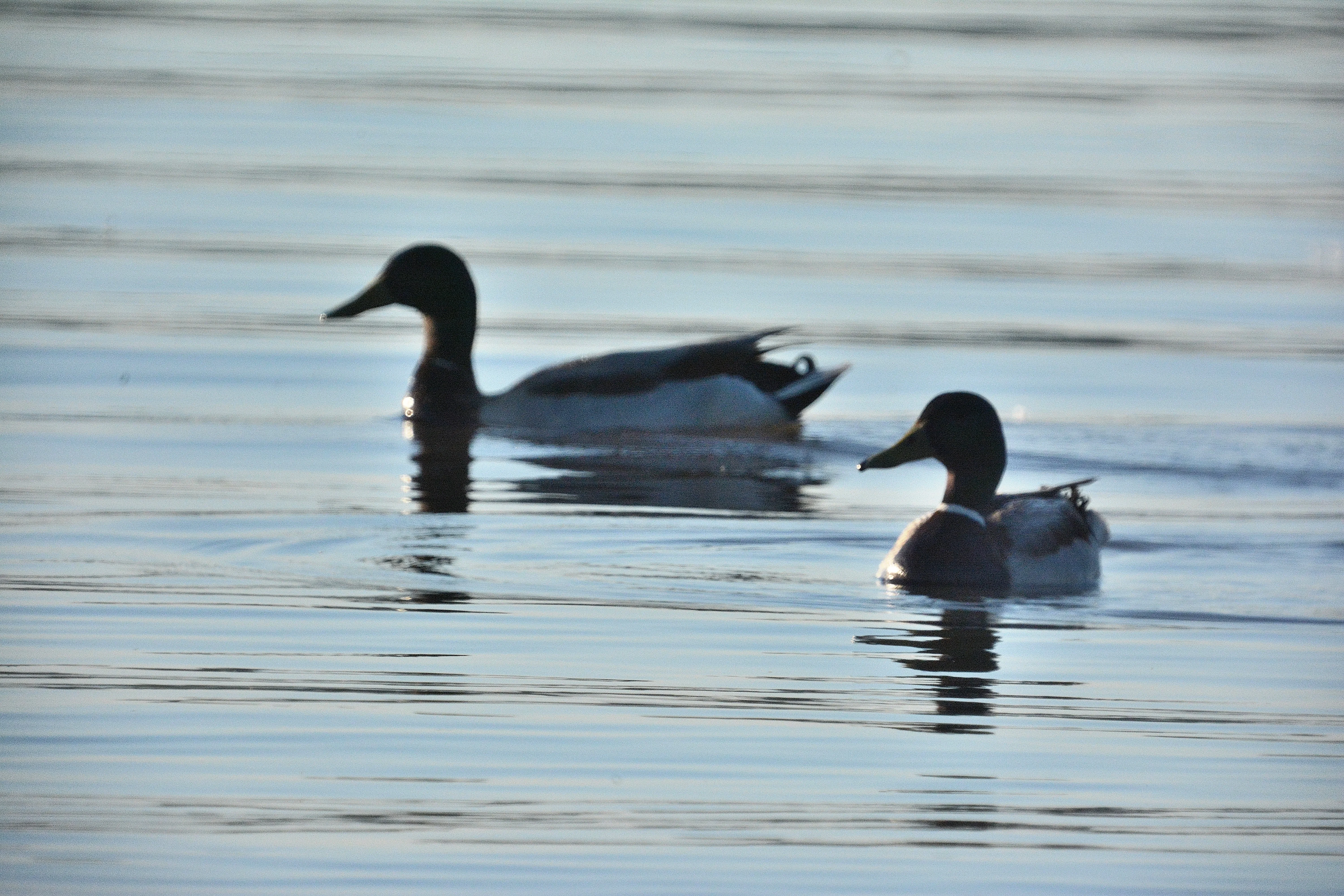 TDJ_0494.JPG
