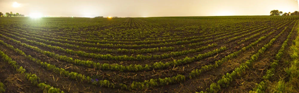 BeanfieldPanoramic2.jpg