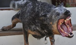 Growl.jpeg